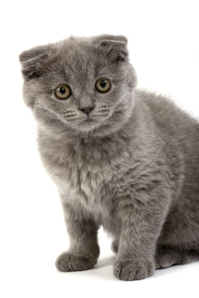 Blue Scottish Fold Domestic Cat Meses Idade Gatinho Contra Fundo — Fotografia de Stock