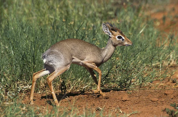 Kirk Dik Dik Madoqua Kirkii Парк Самбуру Кении — стоковое фото