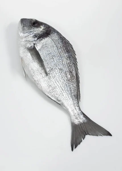 Zlacené Bream Sparus Auratus Čerstvé Ryby Bílém Pozadí — Stock fotografie