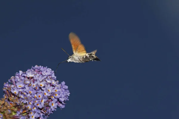 Colibri Fausse Teigne Macroglossum Stellatarum Adulte Vol Nourrissant Fleurs Normandie — Photo