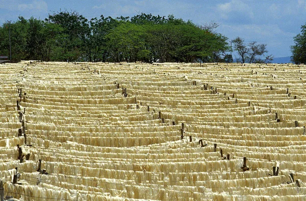 Touwfabriek Sisal Plant Agave Sisalana Fort Dauphin Madagaskar — Stockfoto