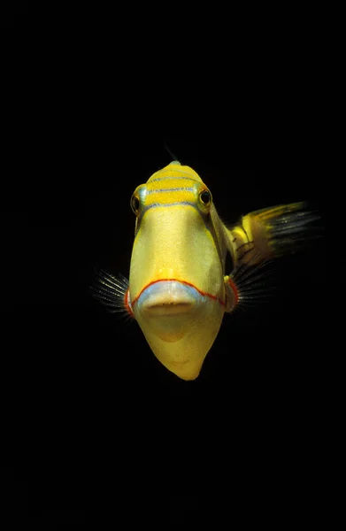 Zwartbaars Triggerfish Rhinecanthus Verrucosus — Stockfoto