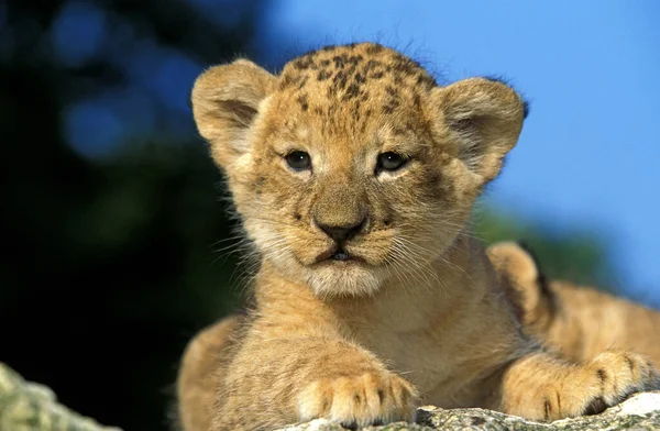 Leão Africano Pantera Leo Cub — Fotografia de Stock
