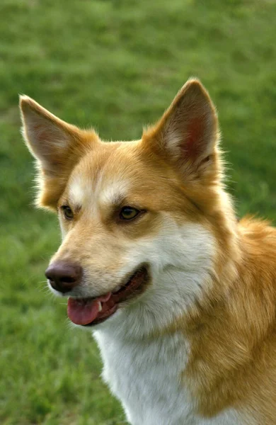 Siberian Laika Dog Uma Raça Rússia Retrato Adulto — Fotografia de Stock