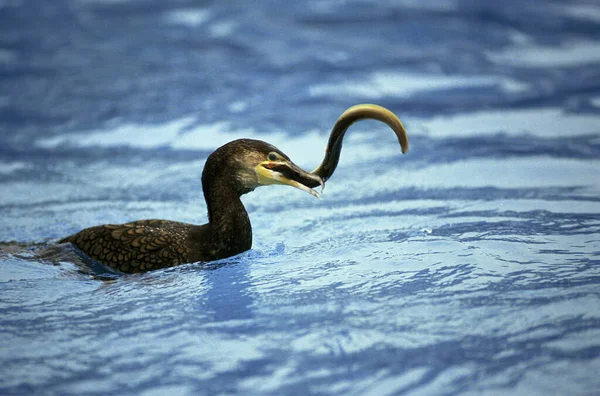 Grande Cormorão Phalacrocorax Carbo Adulto Com Enguia Bill — Fotografia de Stock