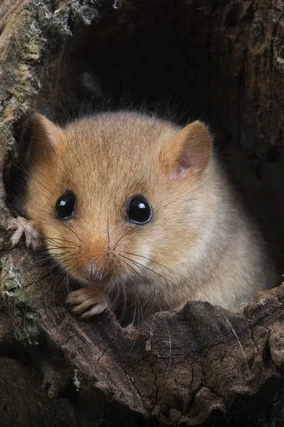 Common Dormouse Muscardinus Avellanarius Standing Nest Normandy — Stock Photo, Image