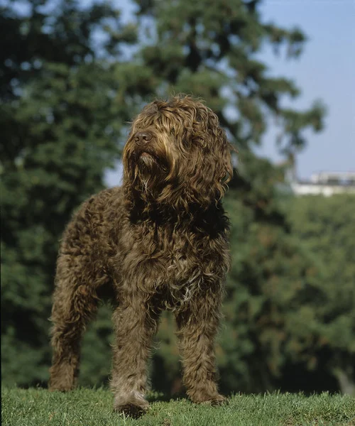 Cão Barbet Grama — Fotografia de Stock