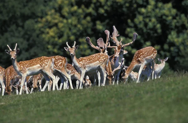 Fallow Deer Dama Dama Herd — 스톡 사진