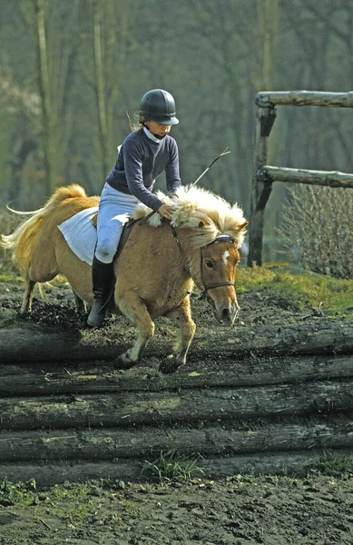 Horse Riding Poney — Stock Photo, Image