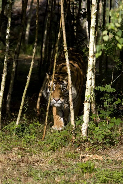 Sibirischer Tiger Panthera Tigris Altaica Erwachsener Aus Dem Wald — Stockfoto
