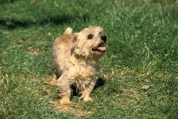 Norfolk Teriyer Köpeği Çimlerin Üzerinde Duruyor — Stok fotoğraf