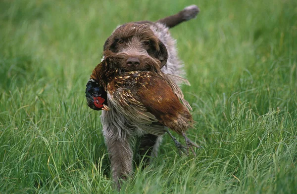 Korthal Dog Wire Haired Griffon Dog Hunting Common Pheasant — стокове фото