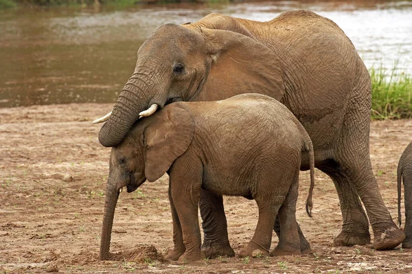 Słoń Afrykański Loxodonta Africana Młody Cielęciem Parku Masai Mara Kenia — Zdjęcie stockowe