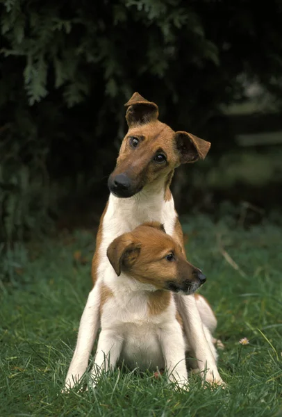 Sima Fow Terrier Kutya Anya Kölyök — Stock Fotó