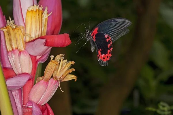 Papillon Mormon Écarlate Papilio Rumanzovia Rassemblement Adultes Sur Fleur — Photo