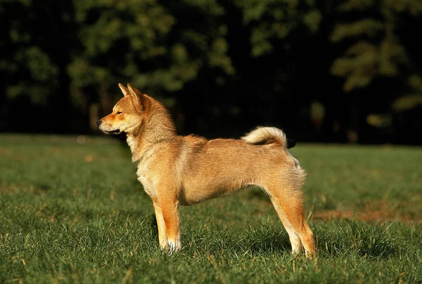 Shiba Inu Dog Standing Lawn — стокове фото