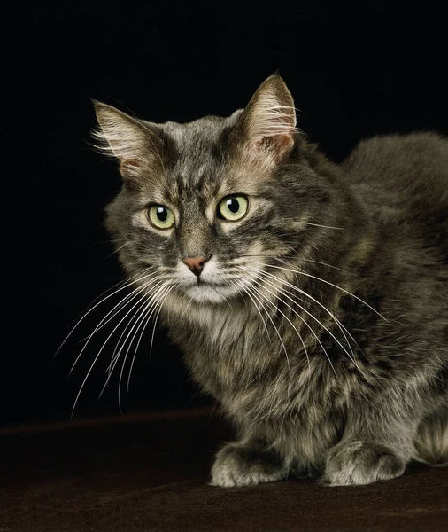 Skogkatt Gato Doméstico Adulto Contra Fondo Negro —  Fotos de Stock