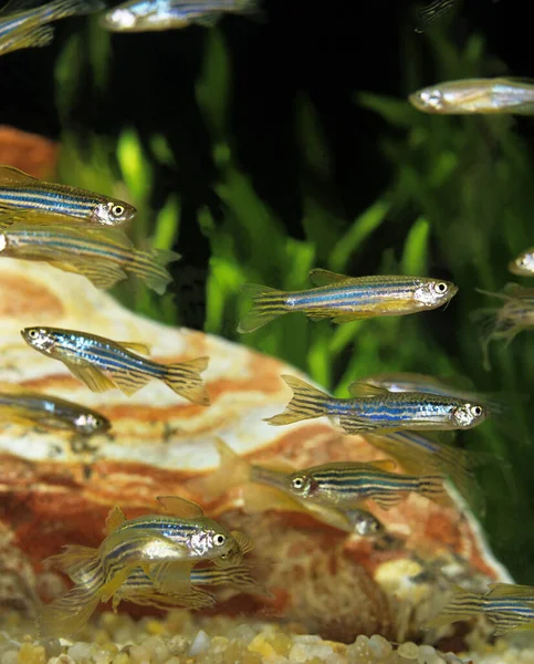 长鳍斑马鱼 卤虫鱼 水族馆鱼 — 图库照片