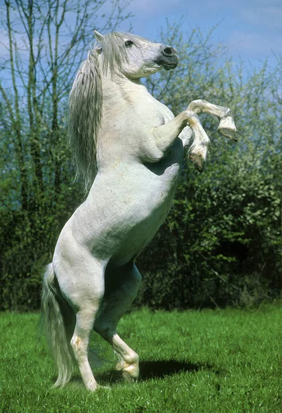 Camargue Koń Wychowanie — Zdjęcie stockowe