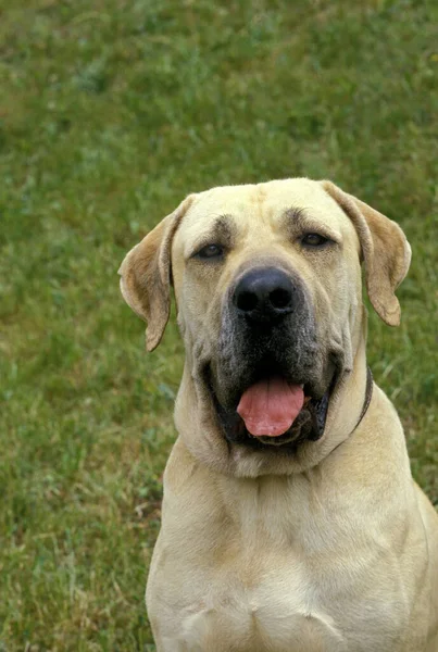 Male Fila Brasileiro Dog Breed Brazil — Stock Photo, Image