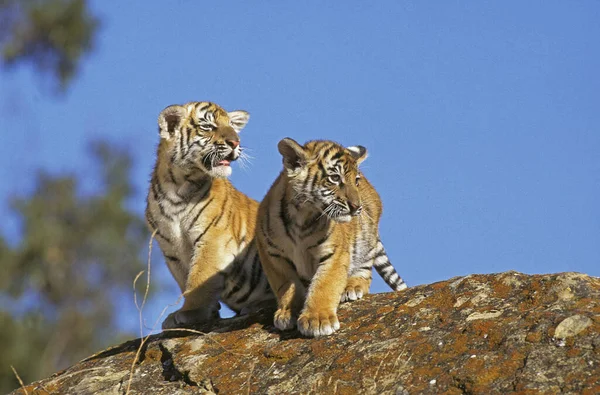 Tigre Bengala Pantera Tigris Tigris Cachorro Stanting Rock — Foto de Stock