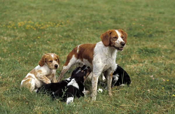 Brittany Spaniel Dog Mãe Filhote Cachorro Amamentando — Fotografia de Stock