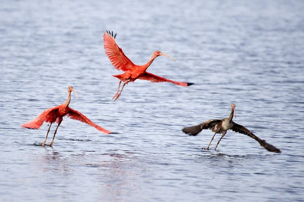 Scarlet Ibis Eudocimus Ruber Voksne Umoden Flight Take Water Los – stockfoto