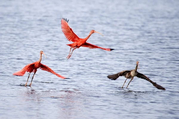 Scarlet Ibis Eudocimus Ruber Adultos Imaturos Voo Tirando Água Los — Fotografia de Stock