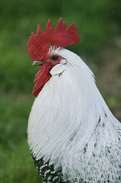 Бытовая Курица Бракель Брэкель Рустер Бельгийская Порода — стоковое фото