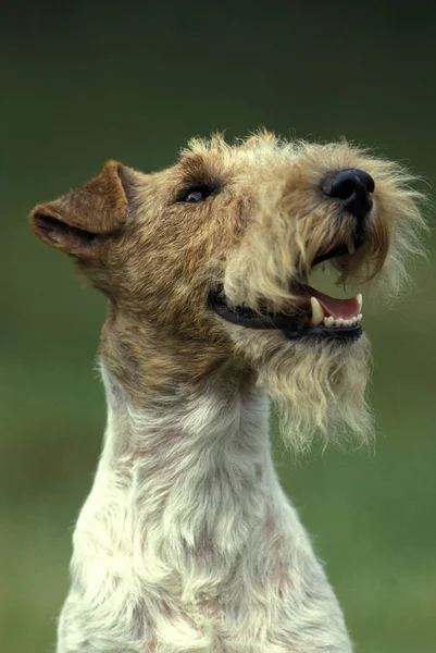 Retrato Fox Terrier Con Pelo Alambre —  Fotos de Stock