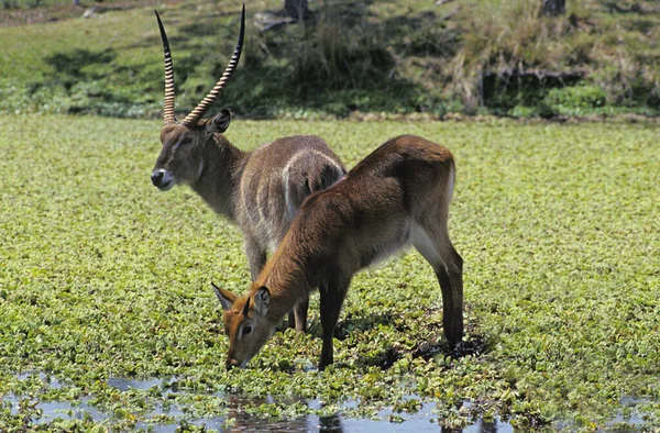 共通のウォーターバック コバス エリプシプリムス スワンプに立つペア ケニアのマサイ マラ公園 — ストック写真