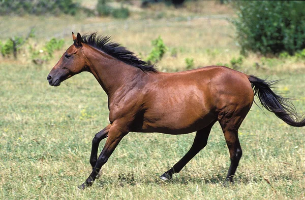 Anglo Caballo Árabe Galopando — Foto de Stock