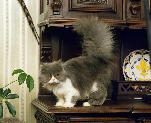 Синий Белый Персидский Домашний Кот — стоковое фото