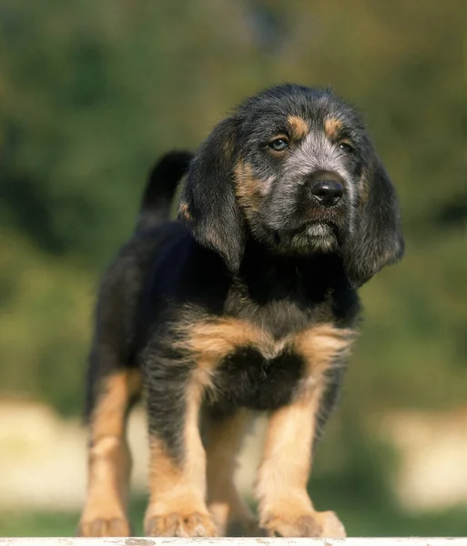 Griffon Nivernais Perros Cachorros — Foto de Stock