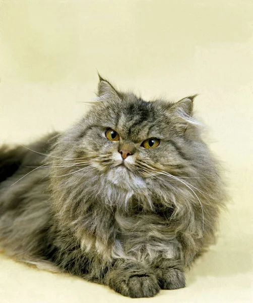 Brown Tabby Persian Domestic Cat — стокове фото