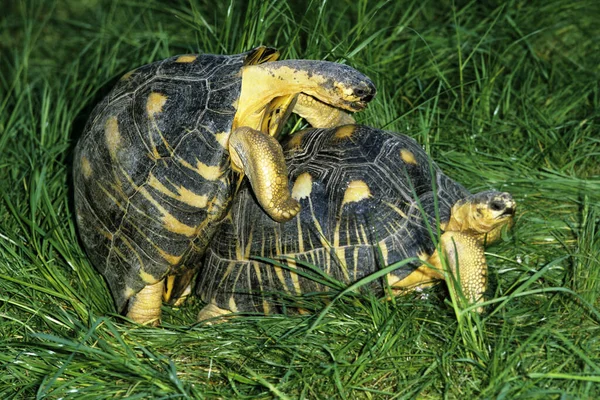 Madagascar Tortuga Radiada Geochelone Radiata Apareamiento Pareja —  Fotos de Stock