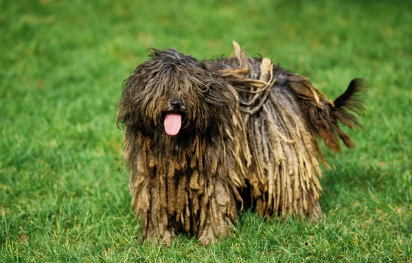 Bergamasco Çoban Köpeği Veya Bergamese Çoban Köpeği Otların Üzerinde Duran — Stok fotoğraf