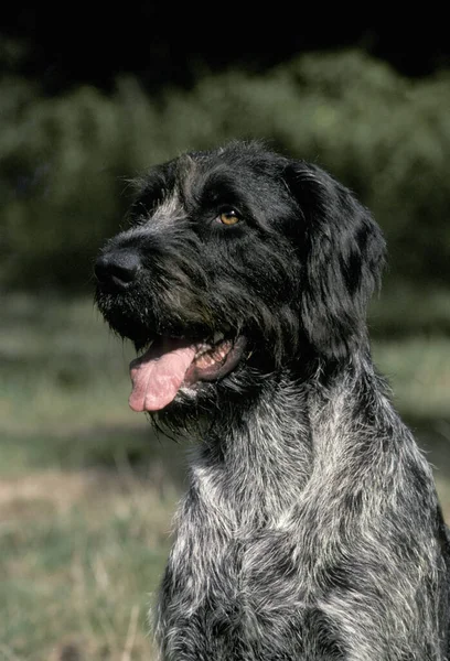 Portré Német Drótszőrű Pointer Vagy Drathaar Dog — Stock Fotó