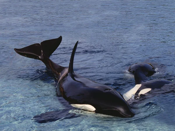 Killer Whale Orcinus Orca Volwassene Staat Aan Oppervlakte Canada — Stockfoto