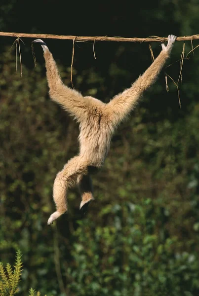 Gibbon Dalla Mano Bianca Hylobates Lar Moving Appeso Liana — Foto Stock