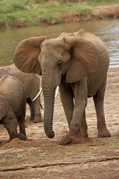 Afrikai Elefánt Loxodonta Africana Samburu Park Kenyában — Stock Fotó