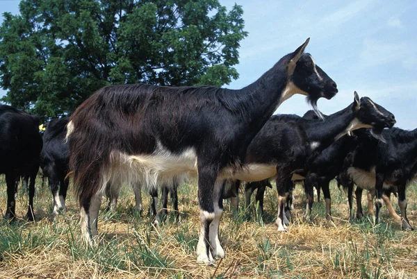 Cabra Poitevine Uma Raça Cabra Doméstica Francesa — Fotografia de Stock