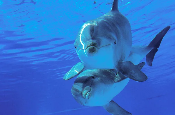 Bottlenose Dolphin Tursiops Truncatus — Stock Photo, Image