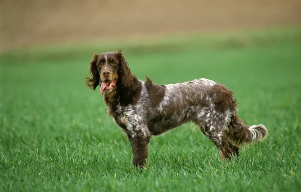 Picardy Spaniel Dog Standing Field — Stock Photo, Image