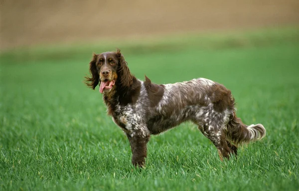 Picardy Spaniel Dog Stojící Poli — Stock fotografie