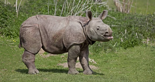 Indian Rhinoceros Rhinoceros Unicornis Male Calf — стокове фото