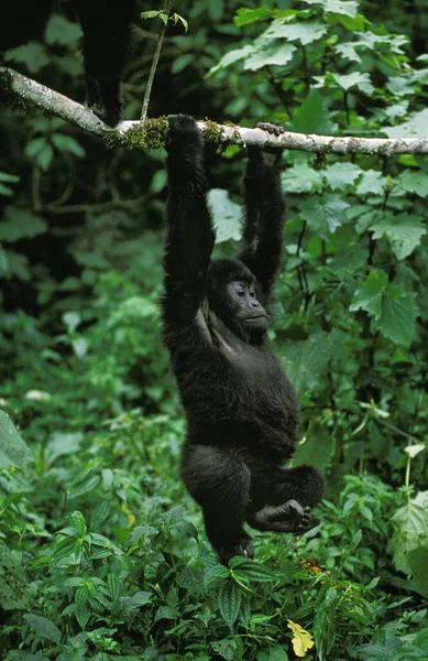 Gorila Montaña Gorila Beringei Joven Colgado Rama Parque Virunga Ruanda — Foto de Stock