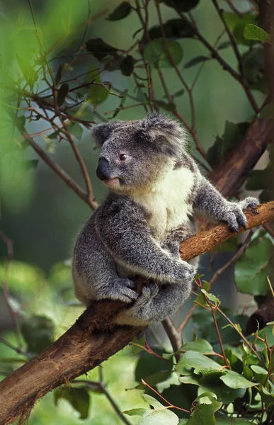 Koala Phascolarctos Cinereus Branch Álló Felnőtt — Stock Fotó