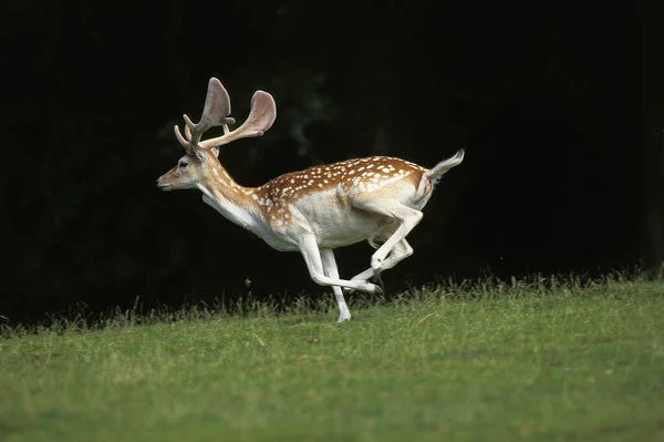 Fallow Deer Dama Dama Correr Masculino — Fotografia de Stock
