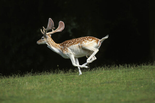 Fallow Deer, dama dama, Male running  